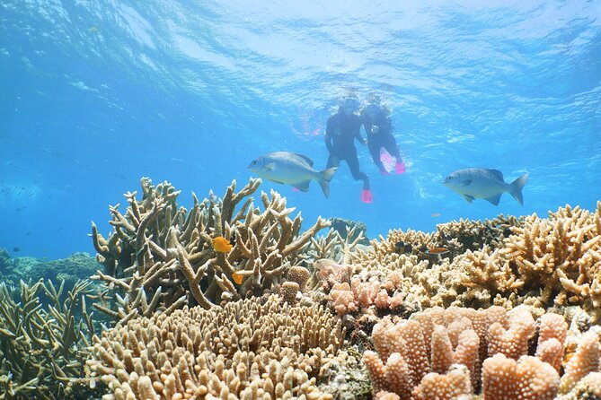 Quicksilver Outer Great Barrier Reef Snorkel Cruise From Palm Cove - Cruise Overview and Highlights