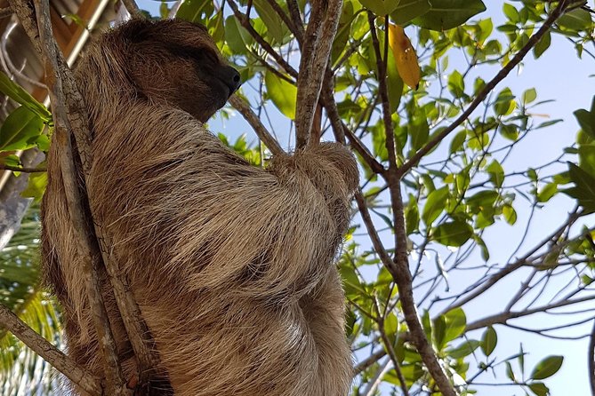 Roatan Shore Excursion: Monkeys, Sloths, and Snorkel Adventure - Excursion Overview