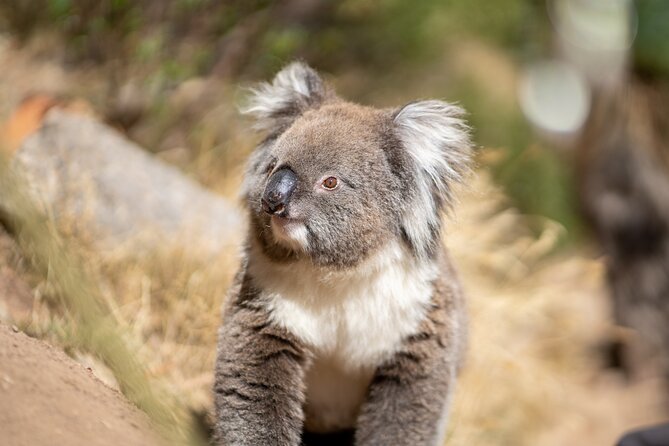 Rock Climb and Abseil – Morialta National Park