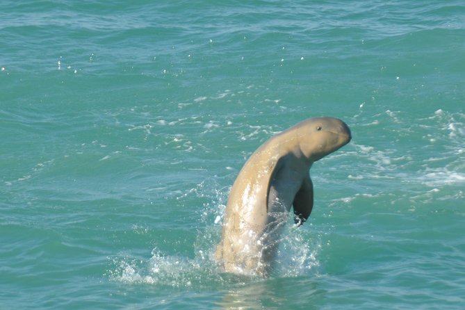 Snubfin Dolphin Eco Cruise From Broome - What to Expect on the Tour