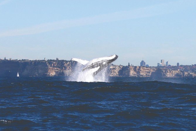 Sydney Whale-Watching Cruise - What to Expect Onboard