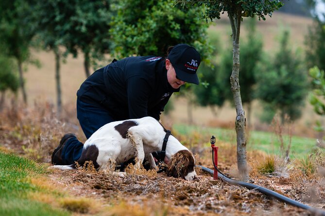 Truffle Hunt and Taste Experience in Oberon, NSW Australia - Discovering Truffle Hunting in Oberon