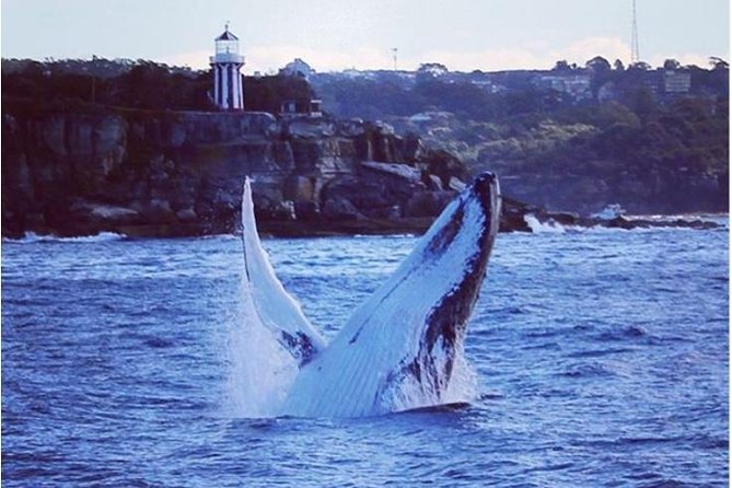 Whale Watching Sailing Experience in Sydney - Whale Watching Tour Overview