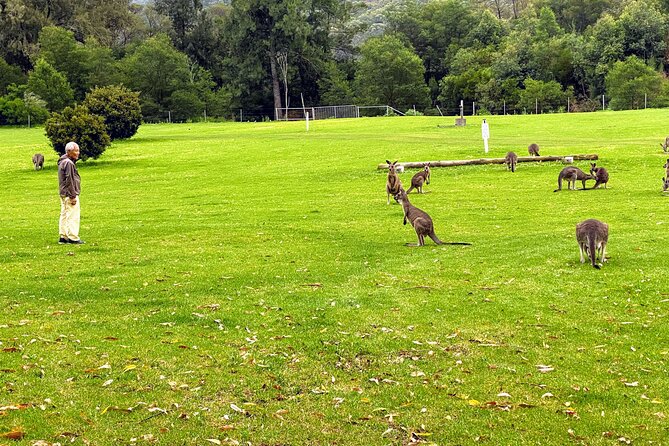 Wild Wombat and Kangaroo Day Tour From Sydney - Tour Highlights and Inclusions