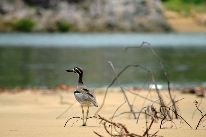 1770 Coastline Tour by LARC Amphibious Vehicle Including Picnic Lunch - Wildlife Spotting Adventures