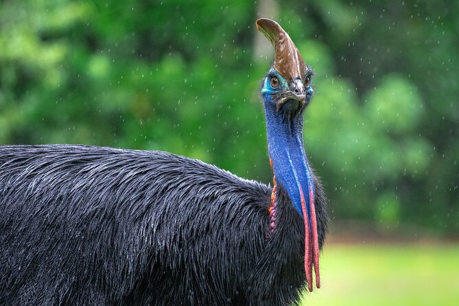 Amazing Daintree Rainforest Tour Waterfall Hike, Lunch, Swim & Crocodile Cruise - Waterfall Hike Adventure Begins