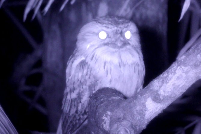 Byron Bay Night Vision Walk - Unique Nighttime Photography