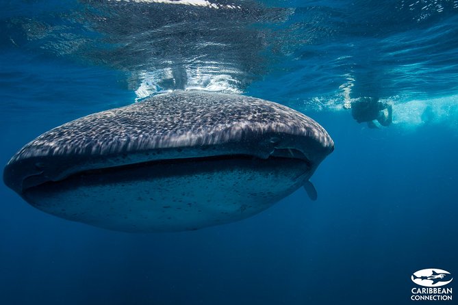 Cancun Whale Shark Encounter - Experience Inclusions