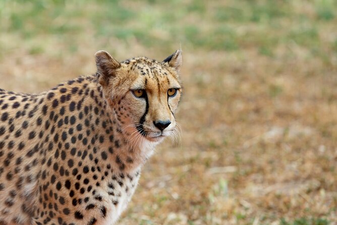 Cheetah Encounter at Werribee Open Range Zoo - Excl. Entry - Accessibility and Safety