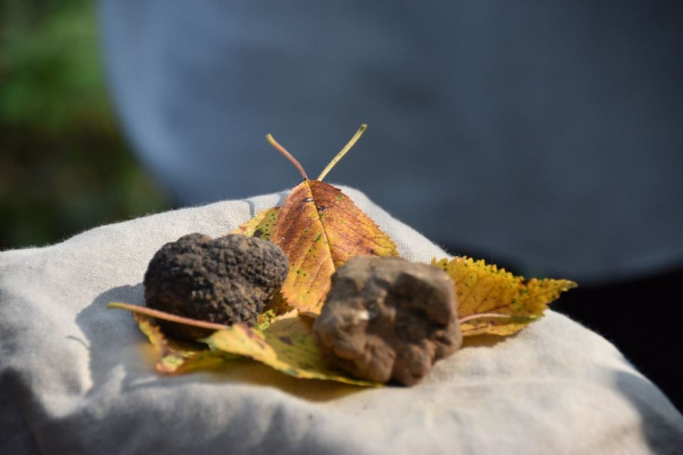 From Turin: Half-Day Truffle Hunting and Lunch in Piedmont - Tour Inclusions