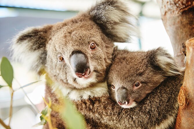 Full-Day Pinnacles Desert and Yanchep National Park Tour From Perth - Exploring Yanchep National Park