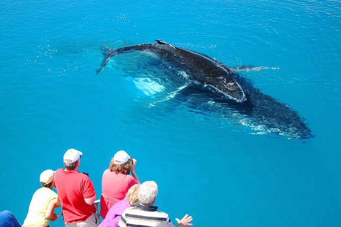 Hervey Bay Whale Watching Cruise - What to Expect Onboard