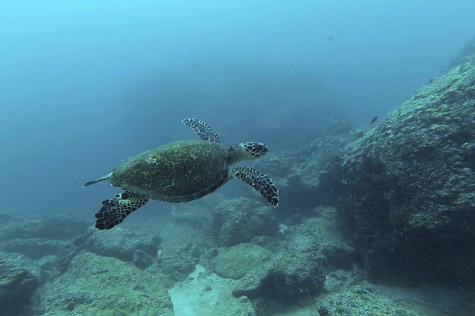 Marietas Islands National Park Excursion for Certified Divers - Participant Eligibility