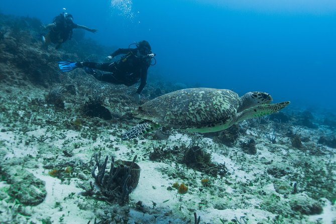 Open Water Course Cozumel - Underwater Magic