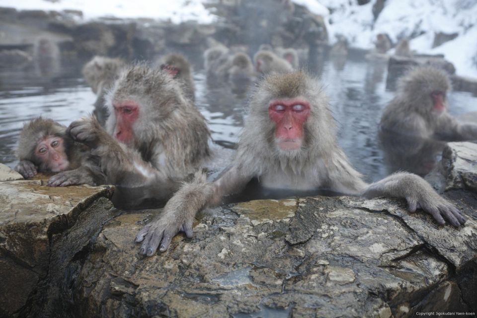 Private Transfers Between Tokyo and Snow Monkey Park - Experience