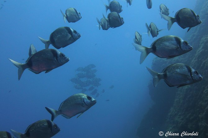 Snorkeling in the Marine Protected Area of Capo Carbonara - Guided Snorkeling Tours Available