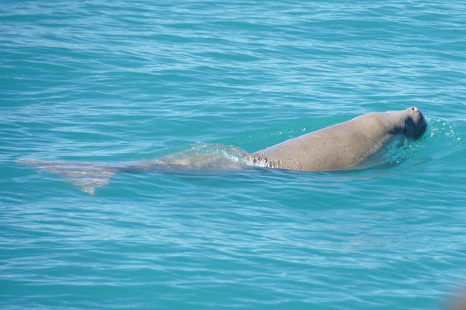 Snubfin Dolphin Eco Cruise From Broome - Meeting and Pickup Arrangements