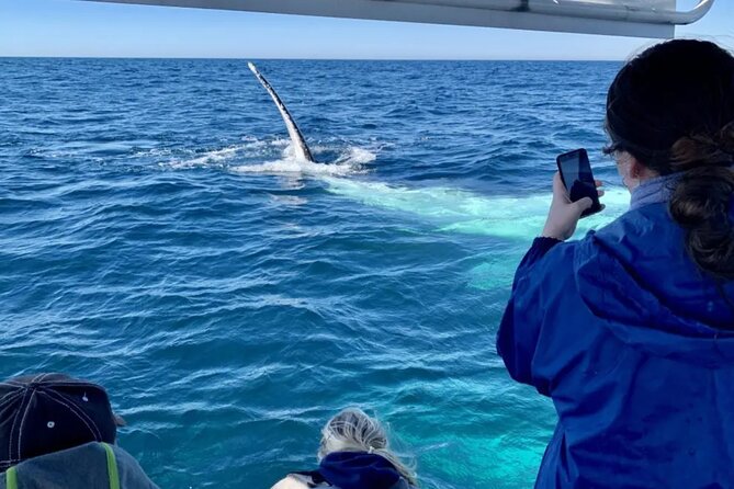 Swim With Whales in Gold Coast - Essential Tour Details to Know