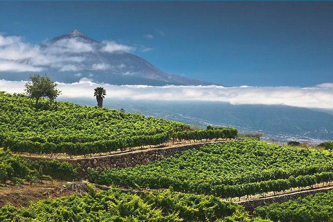 Tenerife Bodegas Monje Winery Tour With Wine and Cheese Tasting - Wine and Cheese Tasting