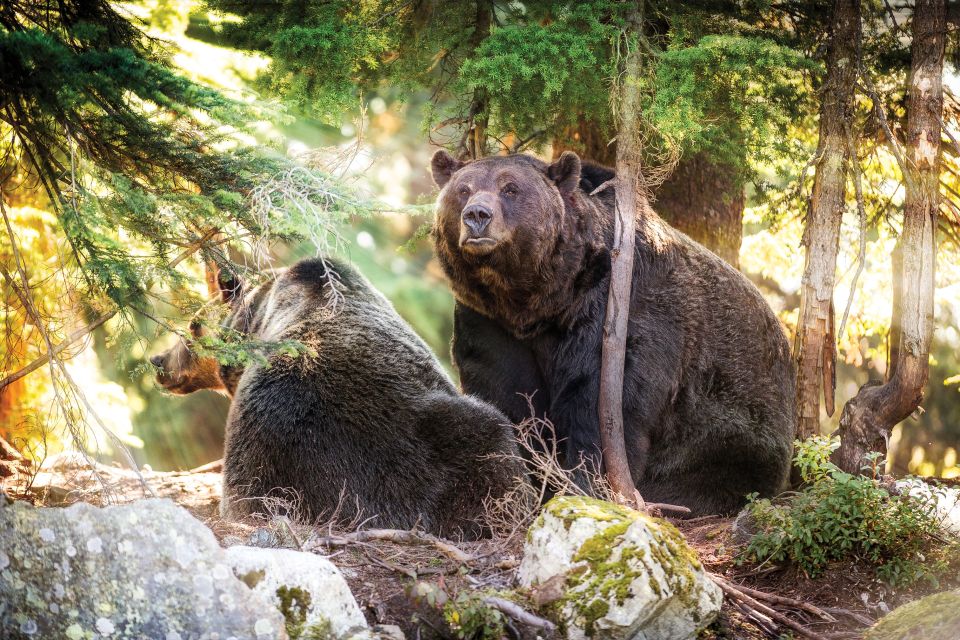 Vancouver: Grouse Mountain Admission Ticket - Meeting Point