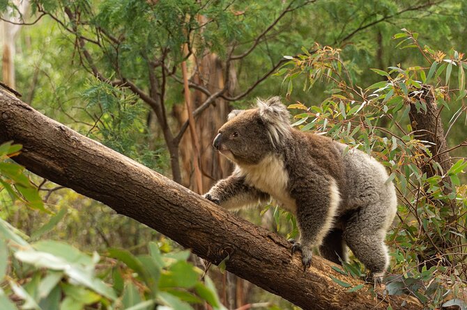 Wings & Wilds of Canberra: Tidbinbilla Half-Day Private Tour - Private Tour Benefits and Inclusions