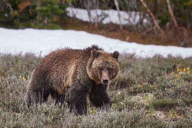 Yellowstone Lower Loop Full-Day Tour - Pricing Details