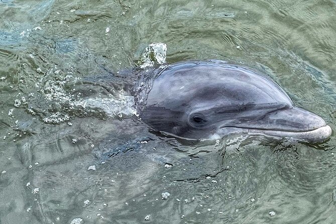 90 Minute Hilton Head Dolphin Tour - Weather and Cancellation Policies