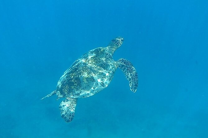 9am Turtle Canyon Snorkel Adventure - Crew and Service Quality