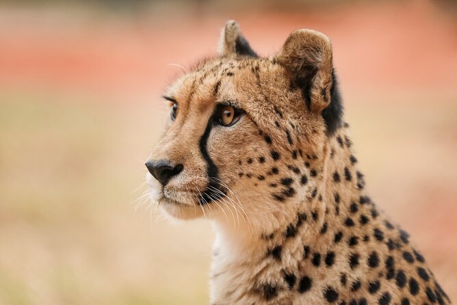 Cheetah Encounter at Werribee Open Range Zoo - Excl. Entry - Pricing and Booking Info