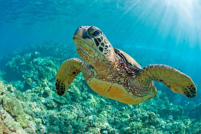 Coba Guided Tour Plus Sea Turtle Snorkeling Adventure and Beachside Lunch - Booking Details