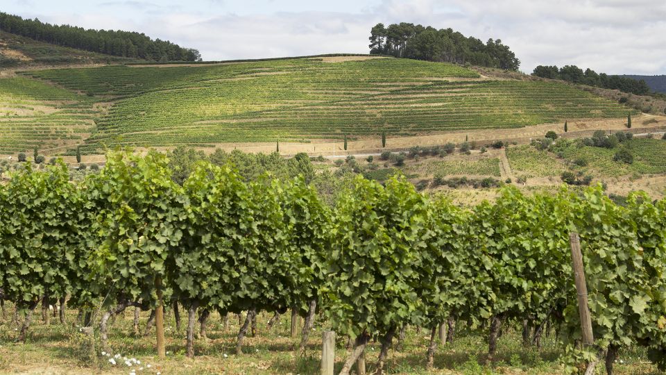 Douro Valley: 3 Vineyards Private Experience - Booking Details