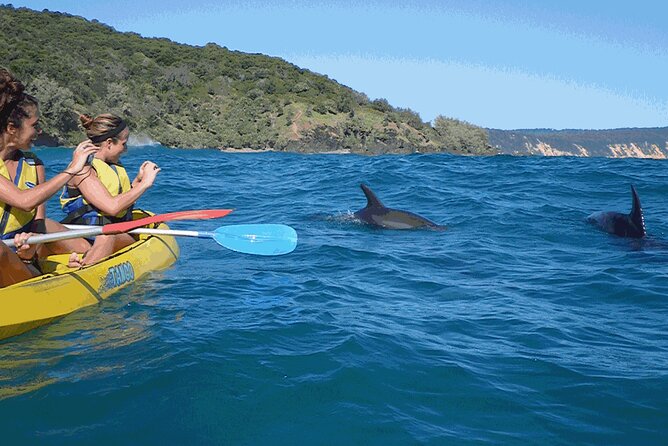 Epic Kayak With Dolphins & Wildlife - 4WD Beach Adventure Noosa - Double Island Point Highlights