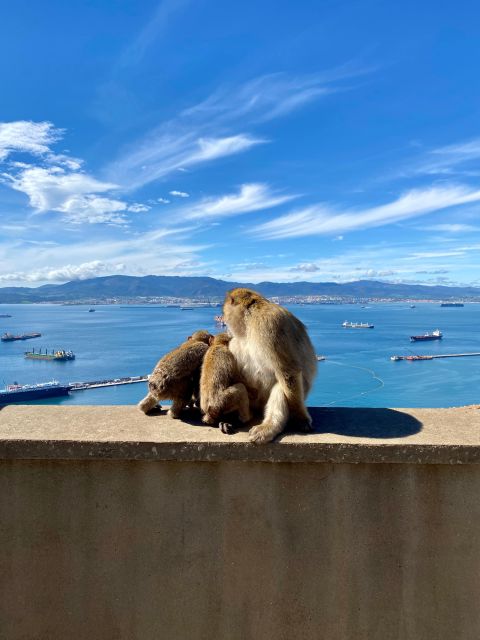 From Granada: Day Trip to Gibraltar - Inclusions