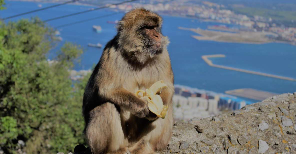 From Seville: Full-Day Trip to Gibraltar - Itinerary