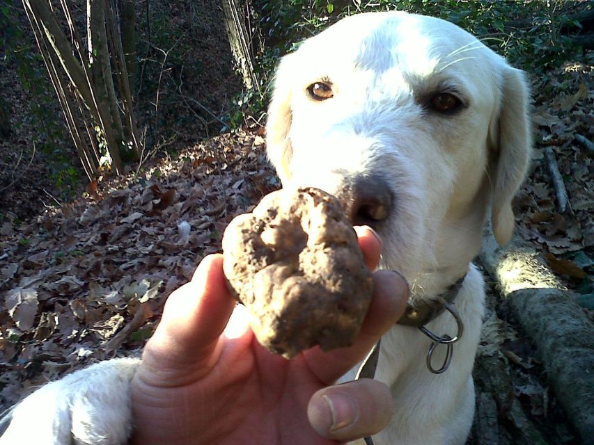 From Turin: Half-Day Truffle Hunting and Lunch in Piedmont - Tour Experience