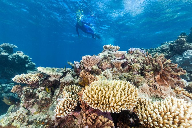 Great Barrier Reef Snorkeling and Diving Cruise From Cairns - What to Expect Onboard