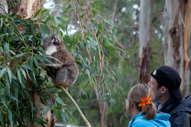 Great Ocean Road & Phillip Island - 3 Days, 2 Nights - Accommodation and Inclusions