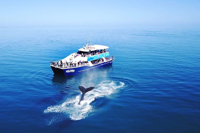 Hervey Bay Whale Watching Cruise - Inclusions and Extras