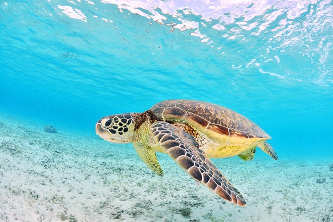 Low Island Snorkelling Private Charter Aboard Authentic Chinese Junk Boat - Exploring Low Islands Wonders