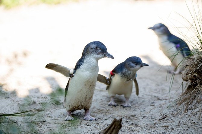 Melbourne Zoo General Entry Ticket - Conservation and Education