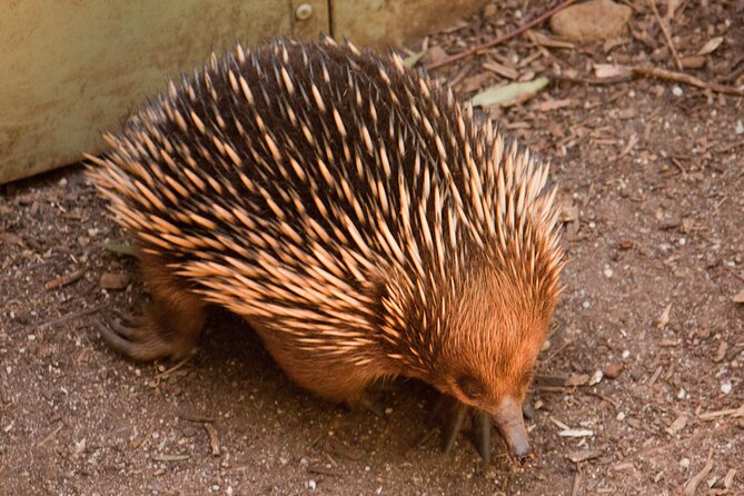 Puffing Billy And Healesville Sanctuary Scenic Tour - Healesville Sanctuary Zoo Visit