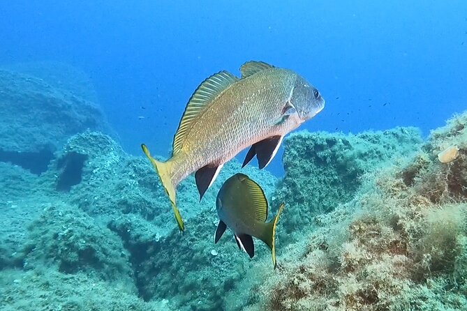 Snorkeling in the Marine Protected Area of Capo Carbonara - Rules and Regulations for Snorkeling