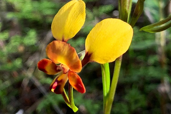 Spring Wildflower Private Day Tours - Planning Your Day Tour