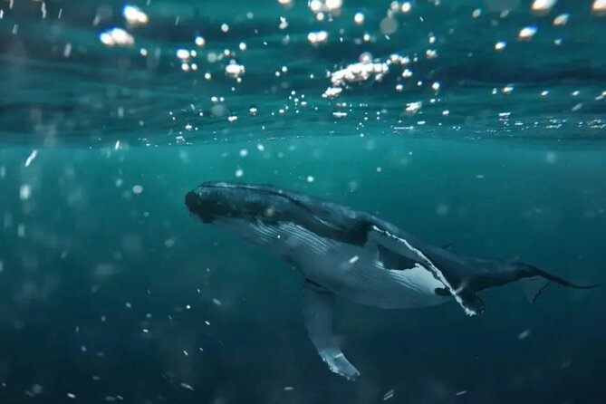 Swim With Whales in Gold Coast - Preparing for the Adventure