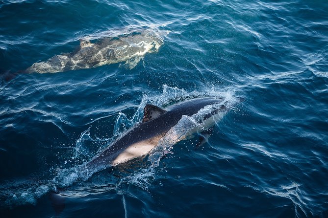 Sydney Whale-Watching Cruise - Accessibility and Amenities