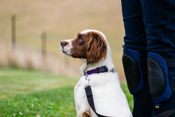 Truffle Hunt and Taste Experience in Oberon, NSW Australia - Meeting Point and Logistics