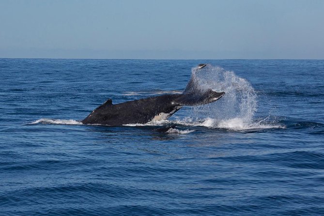 Whale Watching Sailing Experience in Sydney - Essential Tour Information