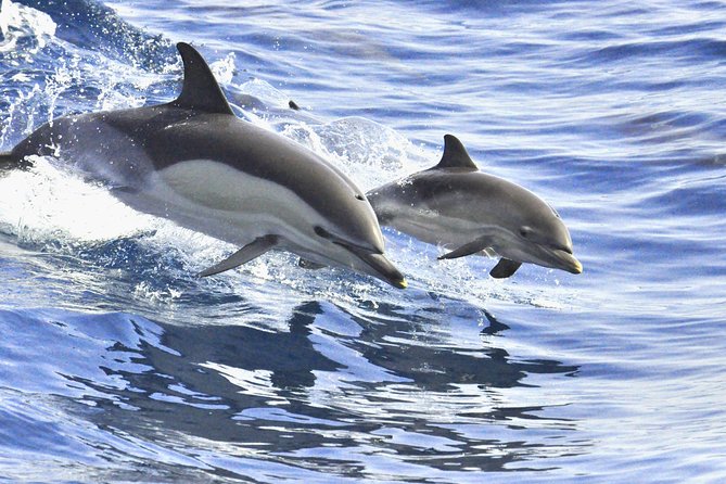 Whales & Dolphins Watching in Exclusive Sailboat - Meeting and End Point