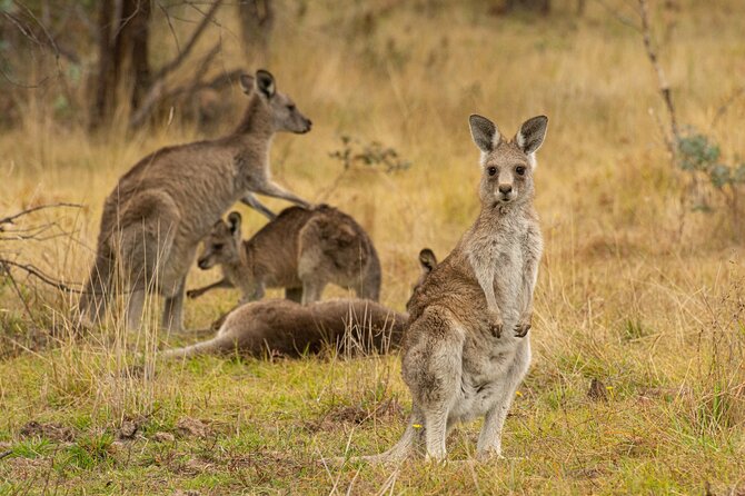 Wings & Wilds of Canberra: Tidbinbilla Half-Day Private Tour - Expert Local Guide Insights