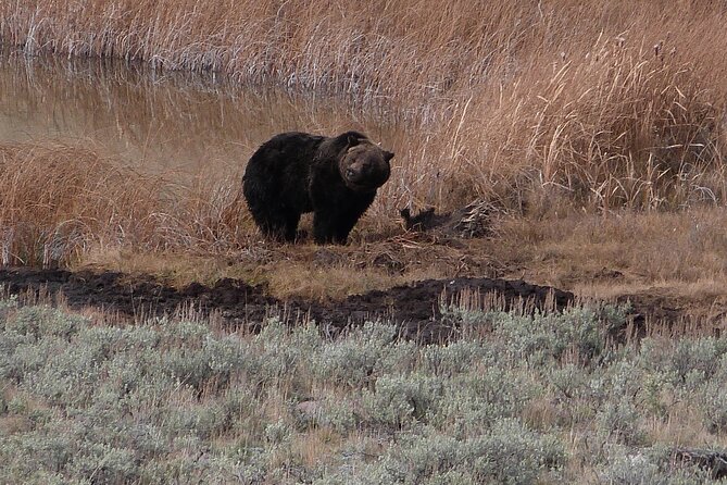 Yellowstone Lower Loop Full-Day Tour - Customer Feedback